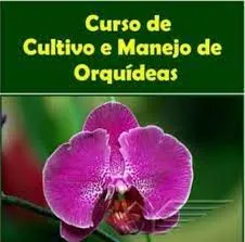 Baixar Curso Orquídeas Antônio Coutinho Neto: Guia Completo