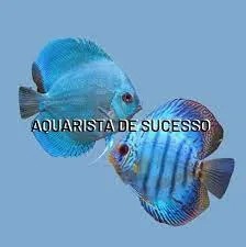 Baixar Aquarista de Sucesso Marcos Alvarenga [2021]