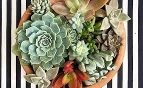 Arranjos com Suculentas: Baixar Curso Carol Costa 2019 Completo