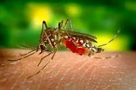 Doenças Transmitidas por Mosquitos: Baixe o Guia Essencial