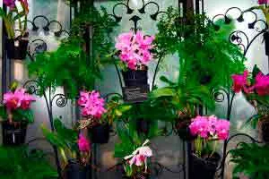 Download Curso de Orquídeas: Domine o Cultivo e Turbine seu Currículo!