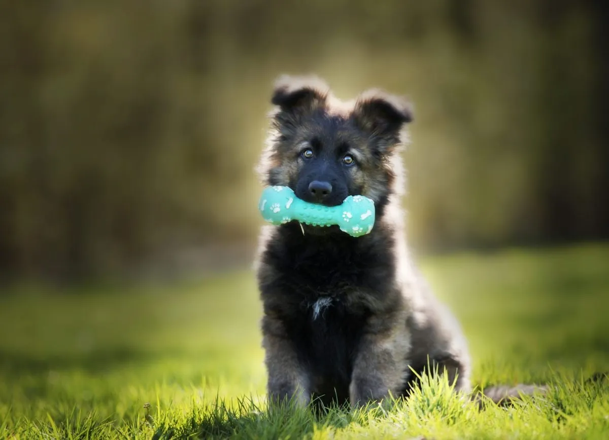 Adestramento Bom Pra Cachorro: Download Essencial para Seu Cão