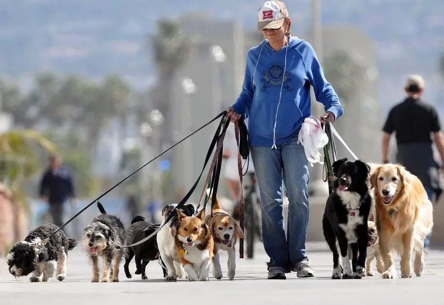 Curso Dog Walker: Baixar Passeio com Cachorros – 2024
