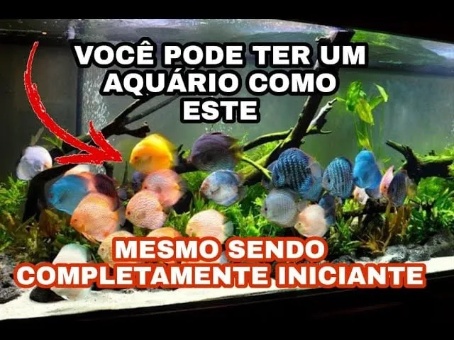 Baixar Aquarista de Sucesso: Curso Completo [2021]