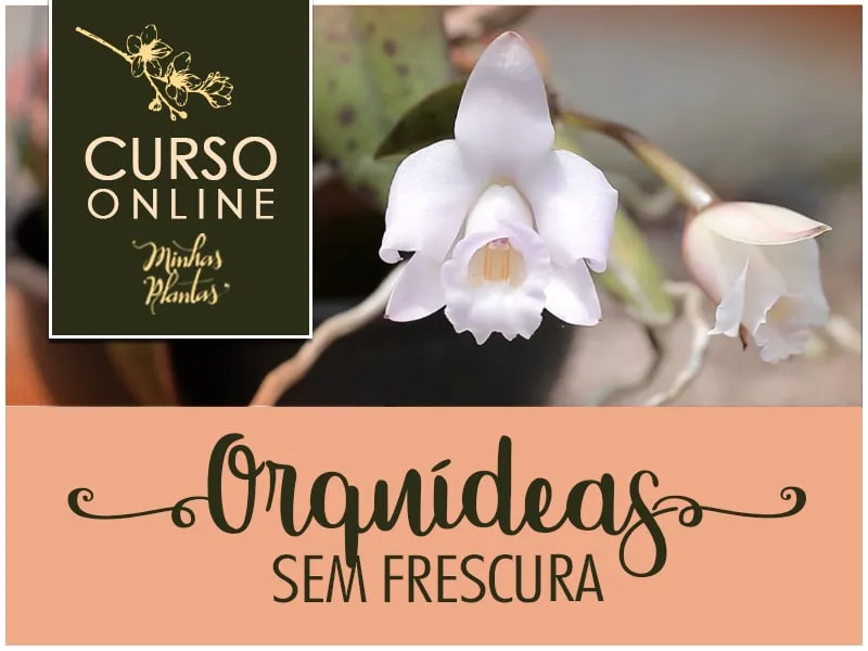 Orquídeas Sem Frescura: Download Curso Carol Costa Completo 2020